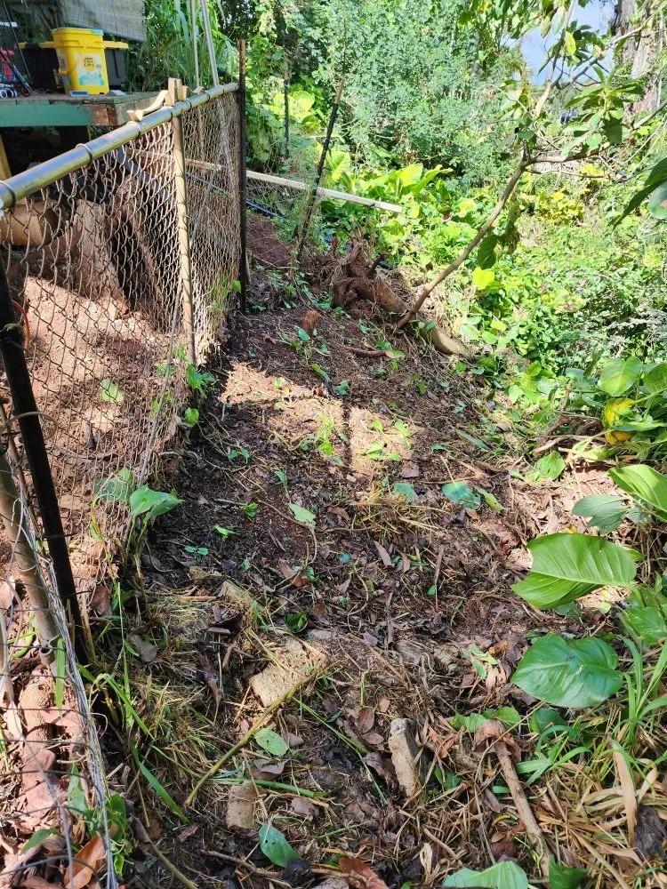 Top-rated landscaping services in Kaaawa, HI - CK Handy Services