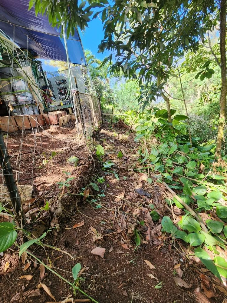 Professional garden landscaping for year-round maintenance in Kaaawa, HI by CK Handy Services