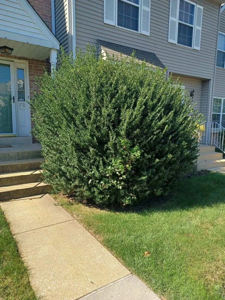 Affordable landscaping services in Chester, PA by CK Lawn Maintenance & Landscaping