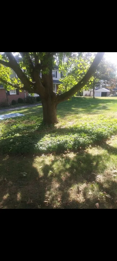 Professional yard cleanup service for year-round maintenance across Chester, PA - CK Lawn Maintenance & Landscaping