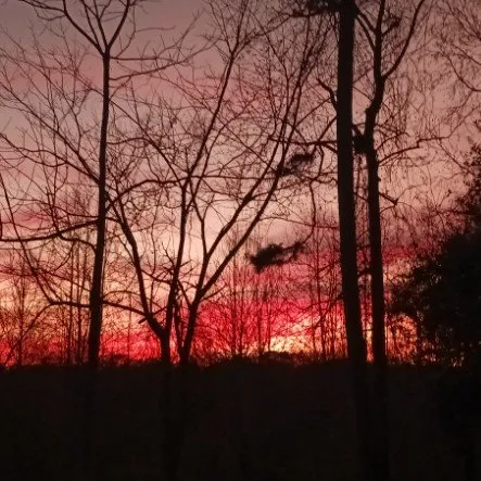 Custom landscape installation for year-round maintenance in Lincolnton, NC by C&L Entrepreneur