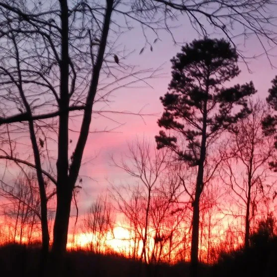 Custom yard cleanup service in Lincolnton, NC by C&L Entrepreneur