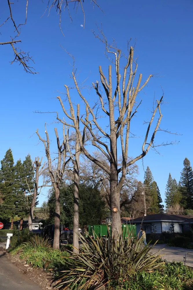 Local landscape design for outdoor upgrades across Pleasant Hill, CA - CL Landscape