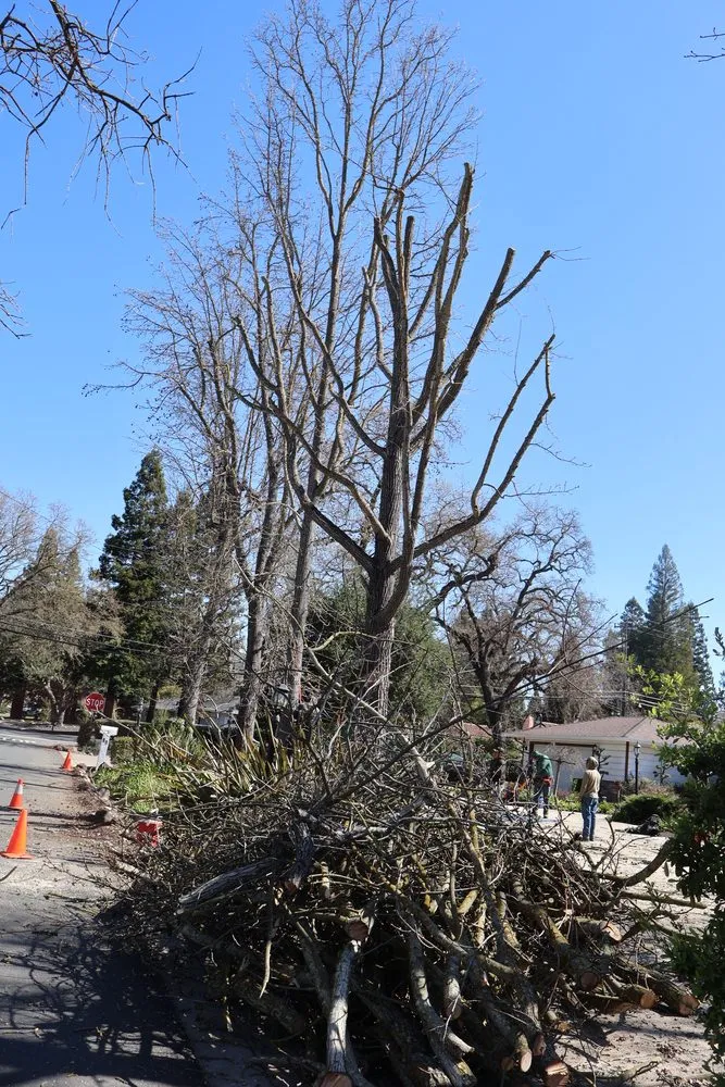 Professional landscaping services for beautiful yards in Pleasant Hill, CA by CL Landscape