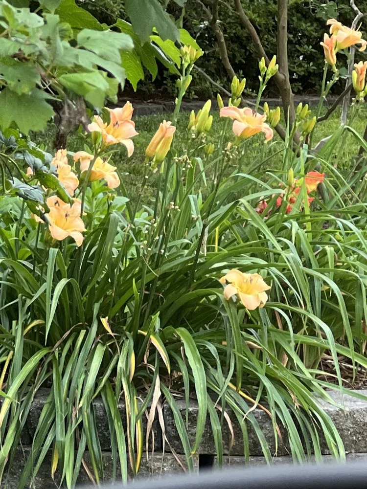 Professional landscaping services for beautiful yards across Corryton, TN - C.L. Landscaping & Turf Management