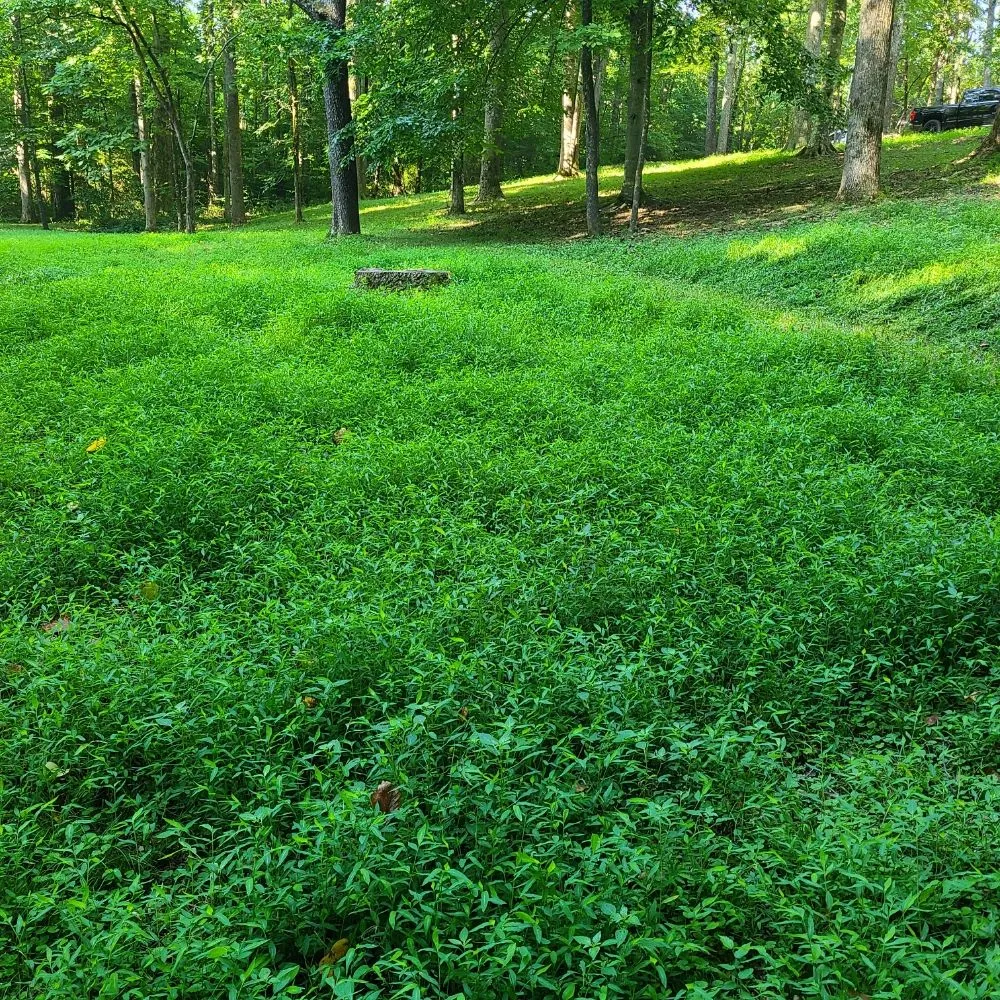 Expert landscaping services in Elkmont, AL - CL Lawn and Pressure Washing Care