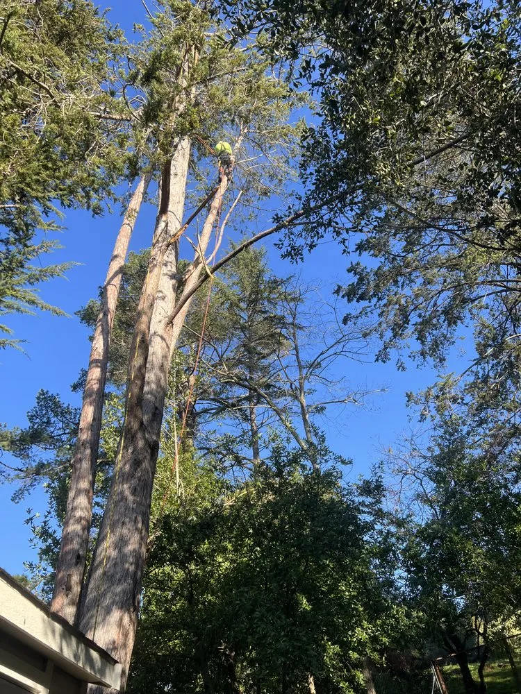 Top-rated landscape design in Pleasant Hill, CA by Cl Tree Service