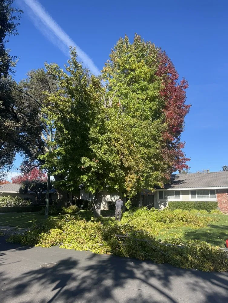 Trusted garden landscaping in Pleasant Hill, CA by Cl Tree Service