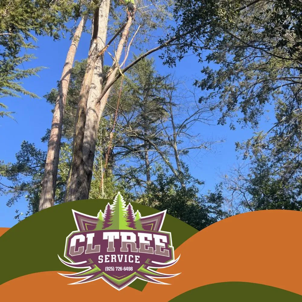 Expert lawn care service in Pleasant Hill, CA - Cl Tree Service