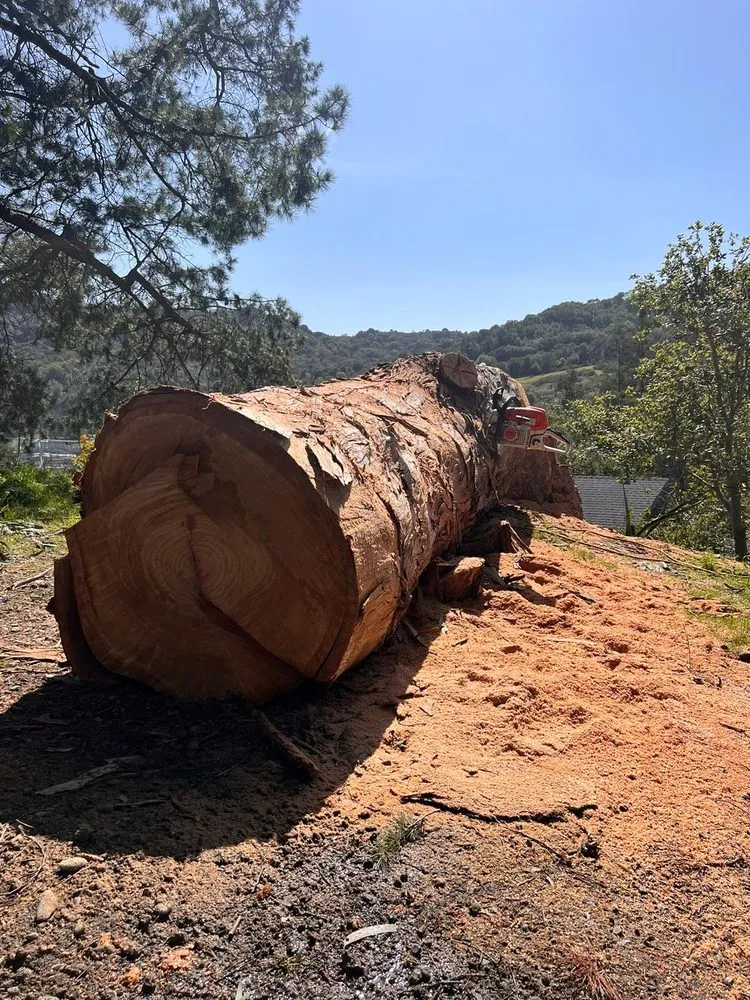 Professional landscaping services near you across Pleasant Hill, CA - Cl Tree Service