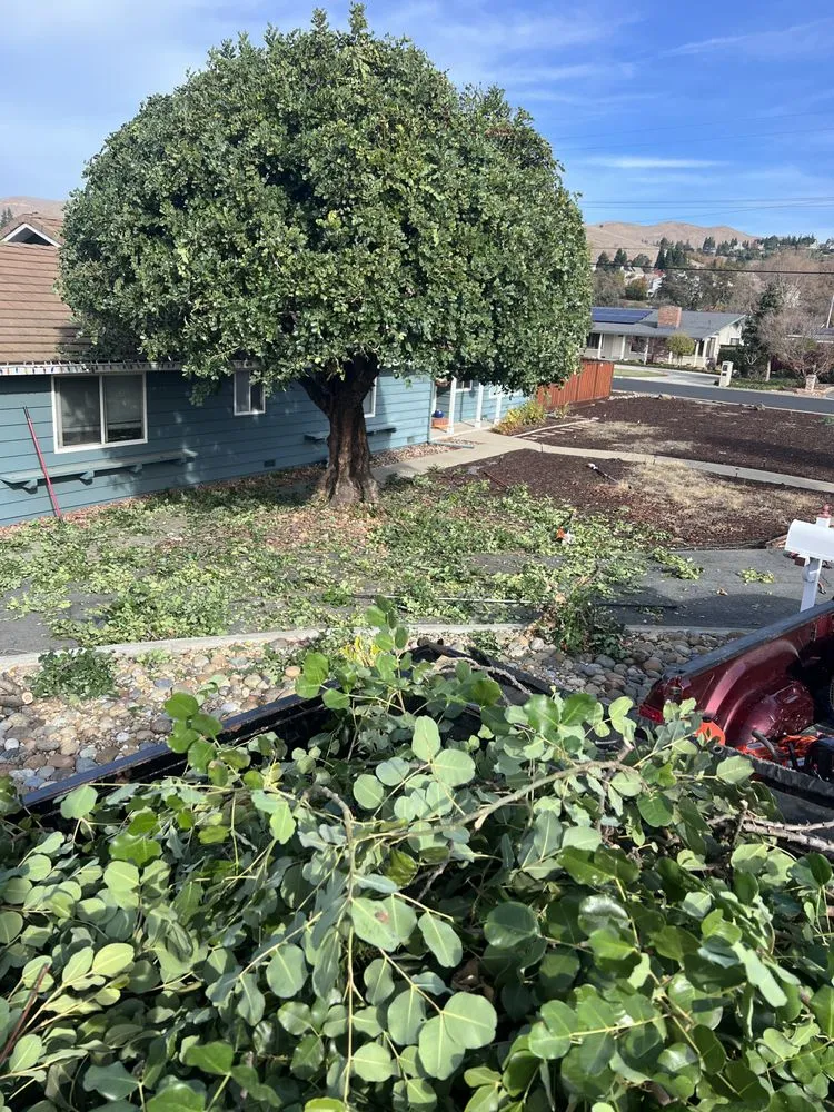 Trusted residential landscaping near you in Pleasant Hill, CA by Cl Tree Service