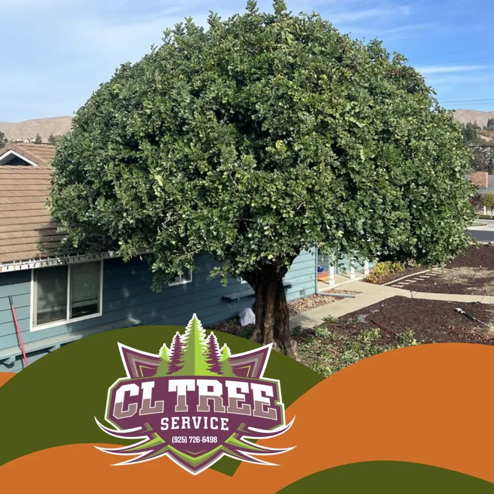 Reliable yard maintenance for beautiful yards in Pleasant Hill, CA by Cl Tree Service