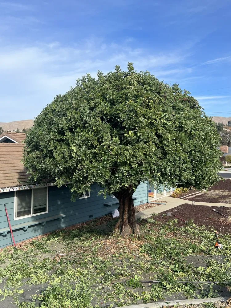 Expert garden landscaping for homes in Pleasant Hill, CA by Cl Tree Service