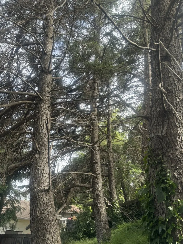 Expert lawn care service for residential properties across Pleasant Hill, CA - Cl Tree Service