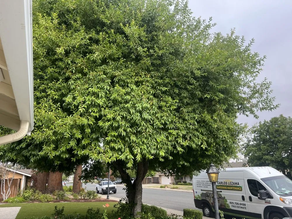 Reliable landscape design in Pleasant Hill, CA by Cl Tree Service