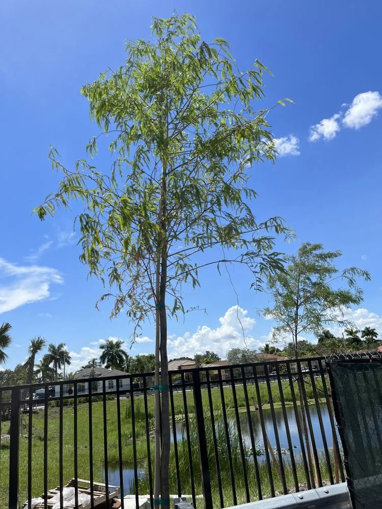 Trusted yard cleanup service in Miami, FL by Clane Landscaping Construction Inc.