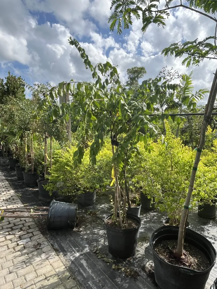 Reliable landscape design in Miami, FL - Clane Landscaping Construction Inc.