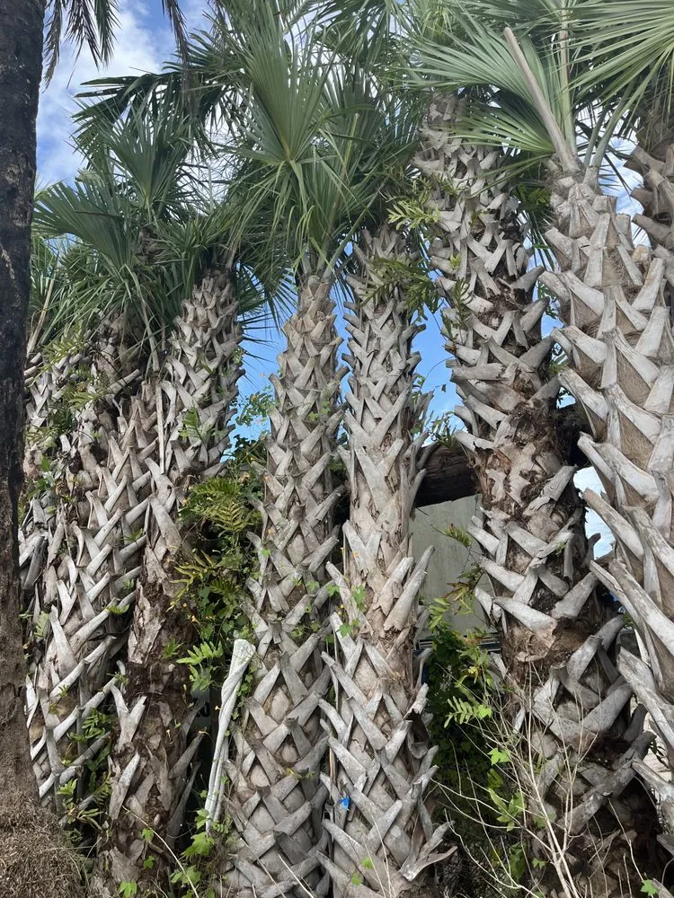 Local outdoor landscaping experts serving Miami, FL - Clane Landscaping Construction Inc.