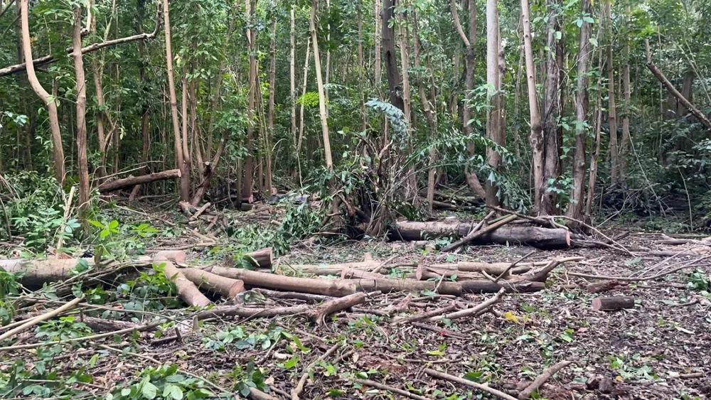 Top-rated landscaping services experts serving Miami, FL - Clane Landscaping Construction Inc.