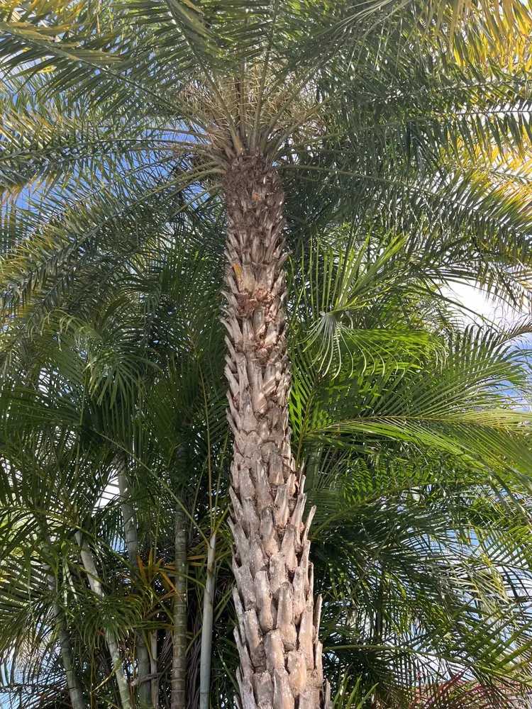 Trusted lawn mowing service in Miami, FL - Clane Landscaping Construction Inc.