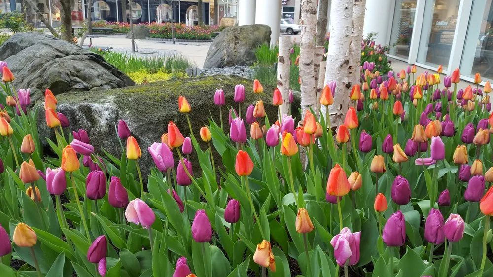 Affordable lawn mowing service for year-round maintenance in Matteson, IL by Clarence Davids & Company