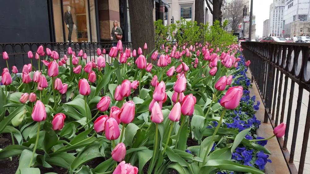 Trusted yard cleanup service in Matteson, IL - Clarence Davids & Company