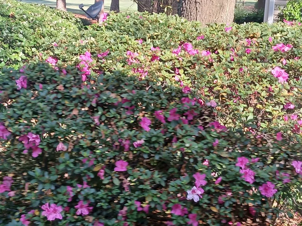 Trusted landscape installation for beautiful yards in Leland, NC by Clarida's Cleaning and Hauling Services