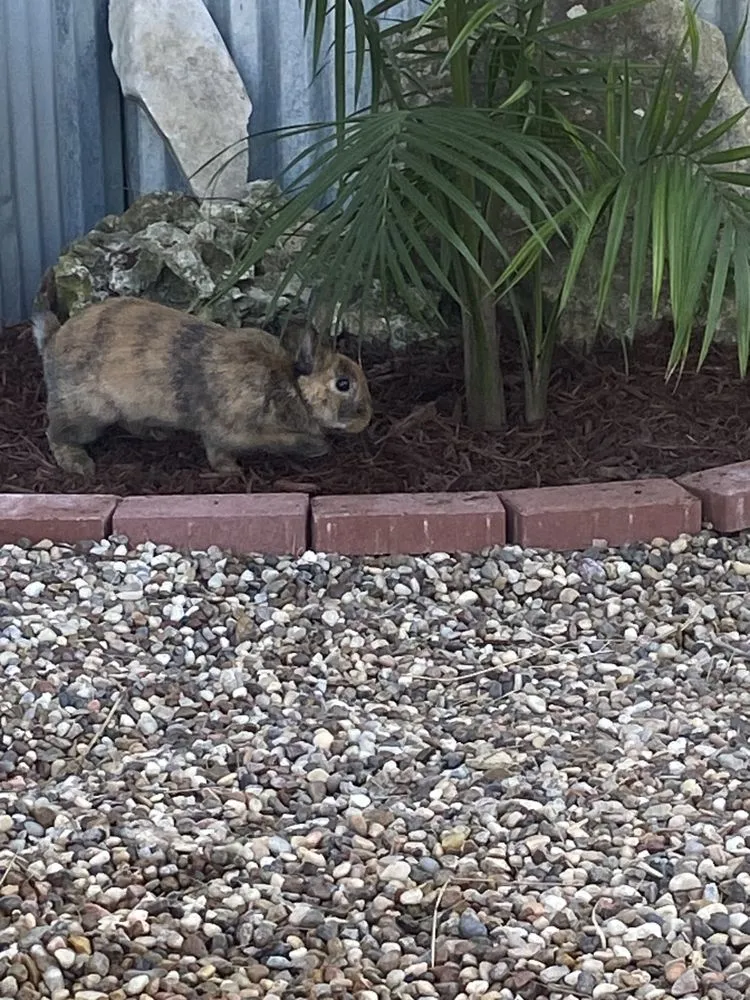 Local yard maintenance for beautiful yards in Montrose, MI by Clark Boys Construction