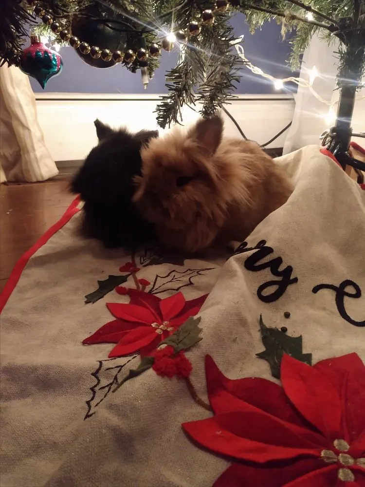 Trusted landscaping services for outdoor upgrades across Lamoine, ME - Clark Brothers Carpentry