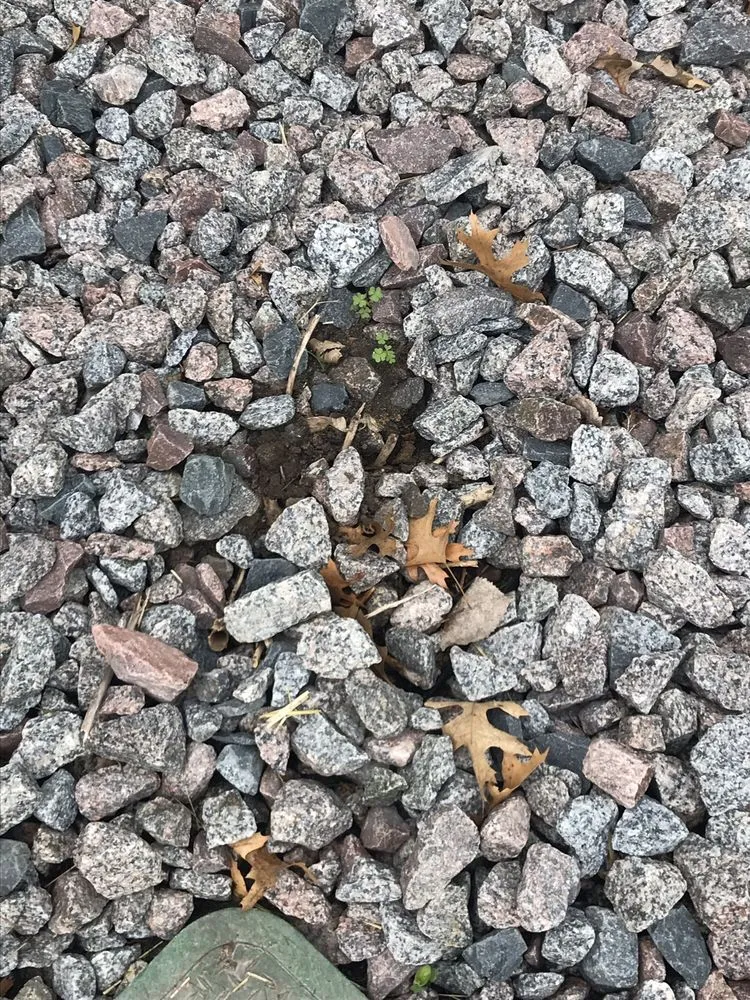 Top-rated yard cleanup service in Elk River, MN by Clark