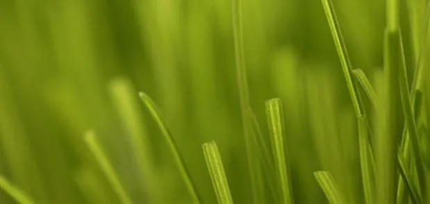 Expert garden landscaping for residential properties across Ipswich, MA - Clark Hydroseeding