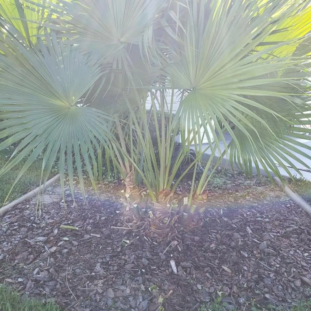 Top-rated outdoor landscaping experts serving Summerfield, FL - Clark Landscaping