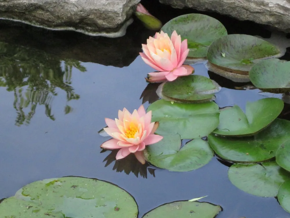 Trusted lawn mowing service for outdoor upgrades across Indianapolis, IN - Clark Lawn Service