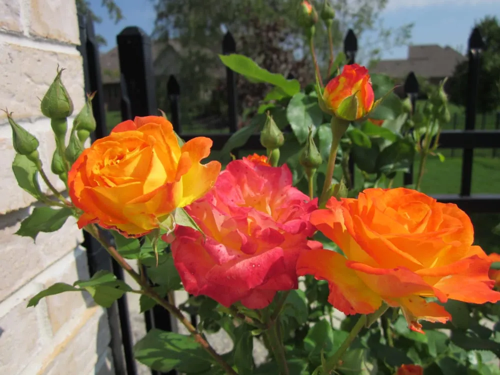 Custom landscape design experts serving Indianapolis, IN - Clark Lawn Service