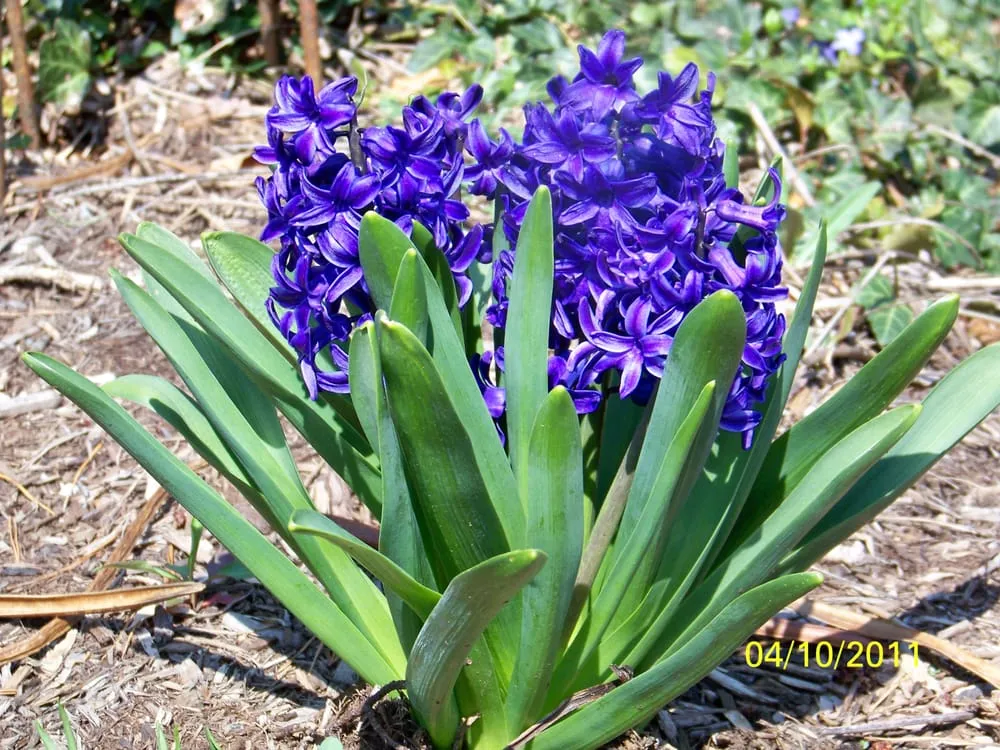 Expert lawn care service for homes in Indianapolis, IN by Clark Lawn Service