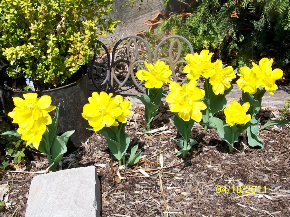 Trusted landscape installation with custom design across Indianapolis, IN - Clark Lawn Service