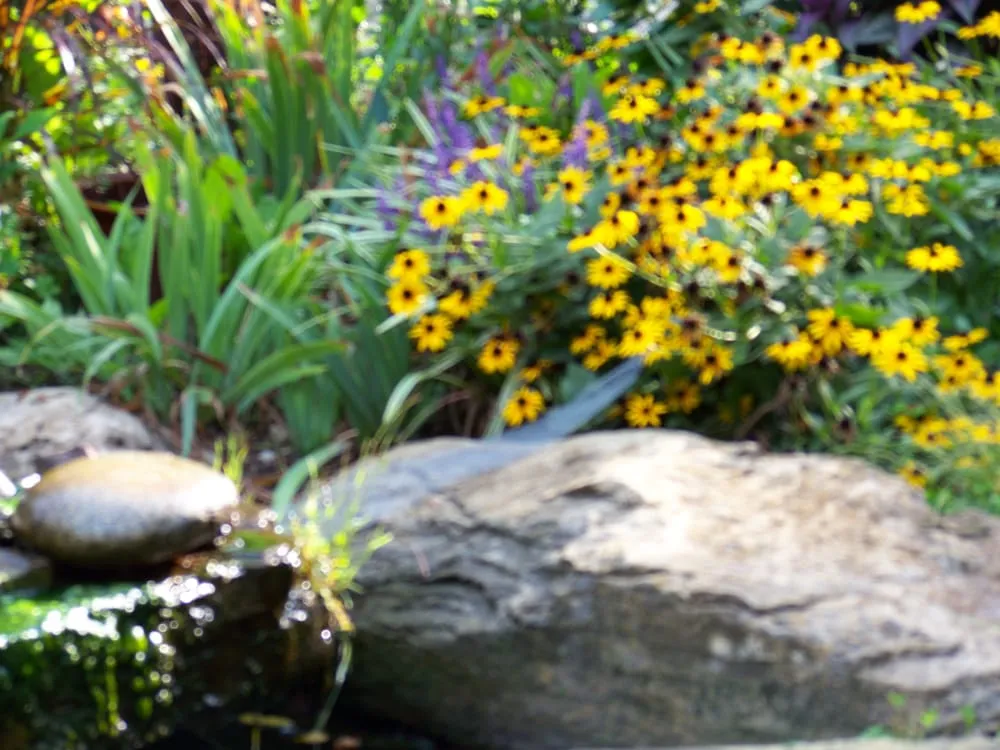 Custom yard cleanup service experts serving Indianapolis, IN - Clark Lawn Service