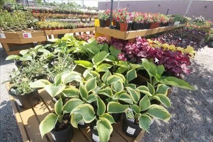 Affordable lawn mowing service with custom design in Norfolk, VA by Clark Nursery