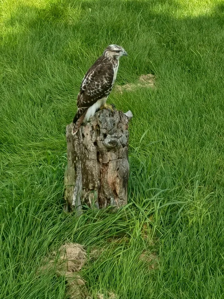 Professional garden landscaping in Dayton, MN by Clarkes Lawnscaping