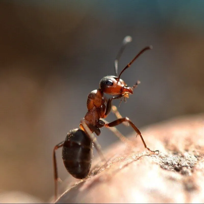 Expert lawn mowing service experts serving Murrells Inlet, SC - Clark's Termite & Pest Control