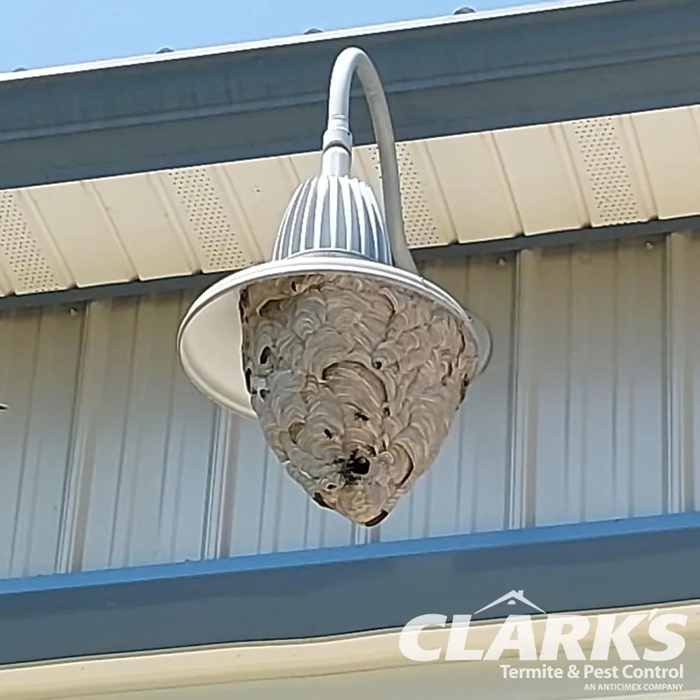 Reliable landscape installation in Murrells Inlet, SC - Clark's Termite & Pest Control