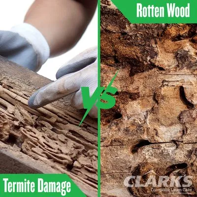 Clark's Termite & Pest Control Logo