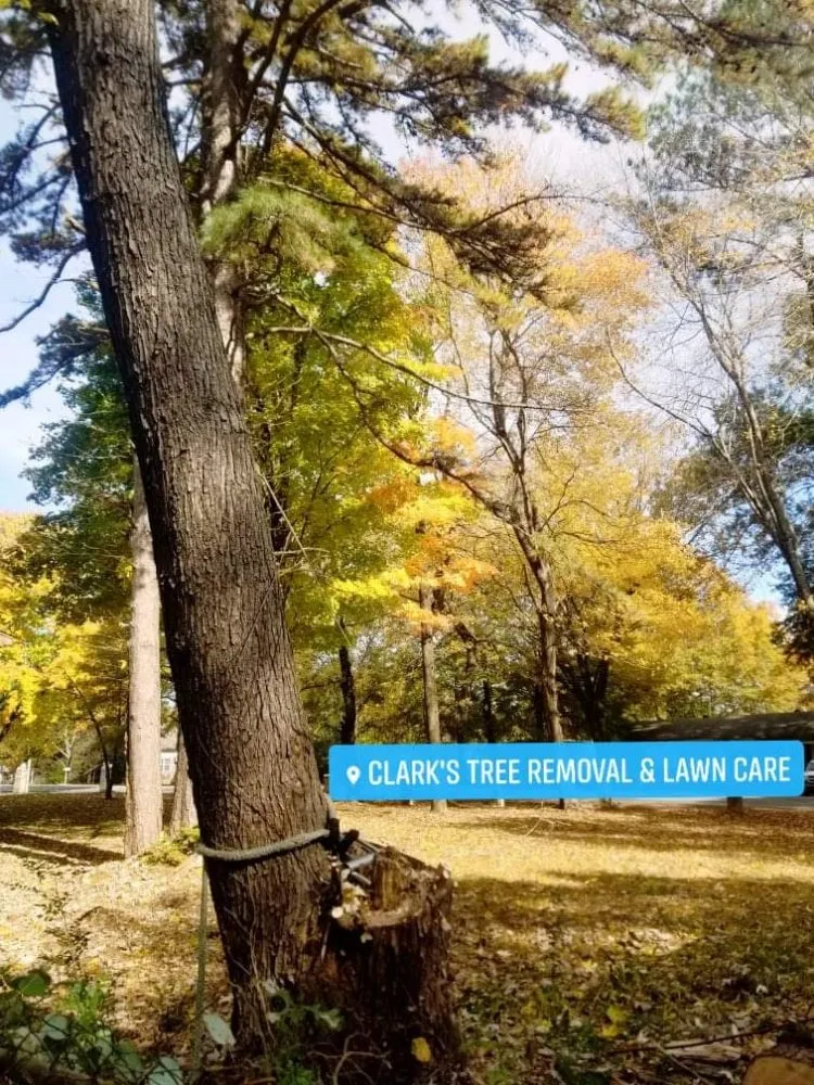 Trusted landscape installation in Bryant, AR by Clark's Tree Removal and Lawn care