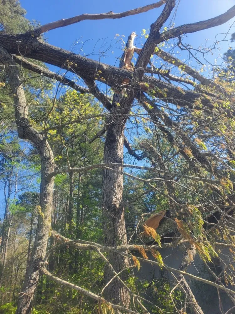 Trusted yard cleanup service in Bryant, AR - Clark's Tree Removal and Lawn care