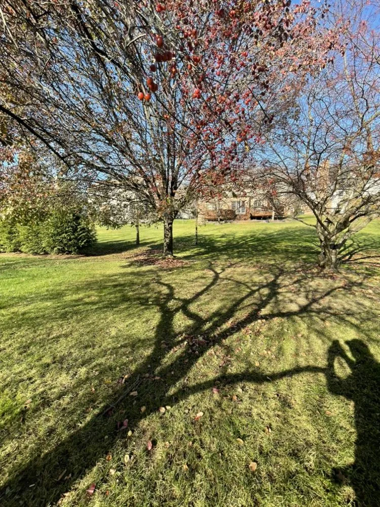 Professional yard maintenance experts serving Ortonville, MI - Clark’s Tree Service LLC