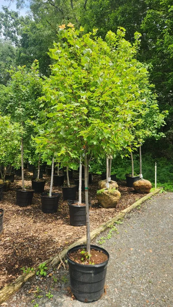 Expert landscape installation in Sterling, VA by Claros Landscaping