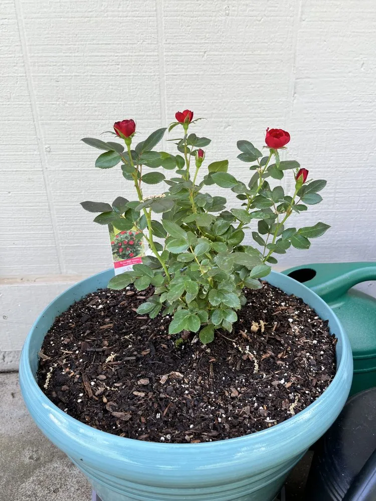 Custom residential landscaping experts serving REDDING, CA - Classic Cuts Landscaping