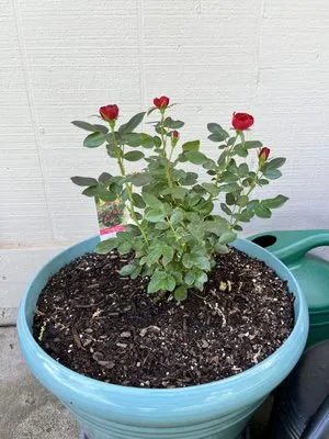 Classic Cuts Landscaping Logo