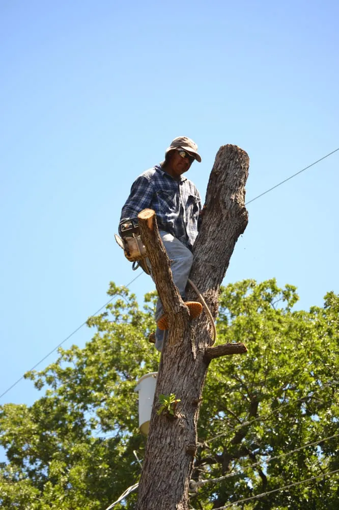 Expert yard cleanup service in Southlake, TX by Classic Cuts Tree Trimming and Removal