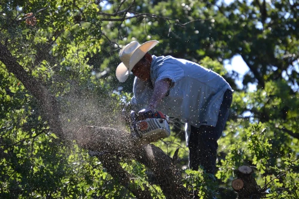 Affordable landscape design in Southlake, TX by Classic Cuts Tree Trimming and Removal